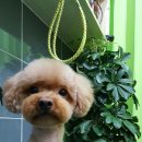 푸른펫살롱 이미지