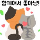 미오미오 고양이분양 이미지