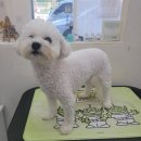 서현애견미용실 이미지