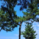 바다소나무 이미지