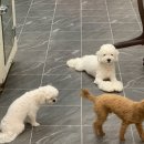 개미애견미용실 이미지