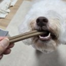 메타펫연구소