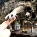 덕영이네 농장 | 대구 동성로 라쿤카페 보니타디 실내데이트로 좋아