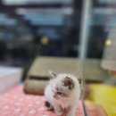 야옹아 멍멍해봐 세종점 이미지