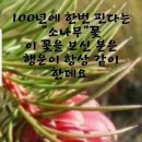 힘내시게 이미지