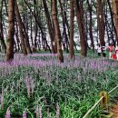 장항체육공원 이미지