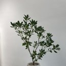 학하동로1 이미지