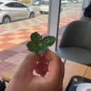 롯데리아해남점 | 🍀 5월 정산 나보다 나를 더 잘 먹이는 남자친구와의 일상