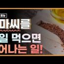 아마씨 효능 먹는법 아마씨유 아마씨오일 효능 이미지