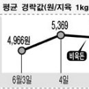 축산물 출하정보 <돼지>-소비 꾸준해 강세 이미지