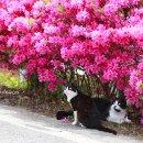 꽃냥이네 이미지