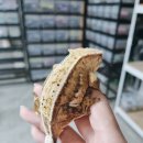 파꼬