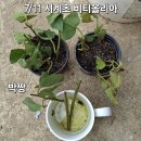 비티폴리아시계초자옥이 이미지