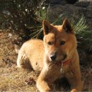 순수진돗개 이미지