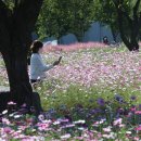 구미 낙동강체육공원에 조성된 핑크뮬리코스모스 꽃밭 이미지