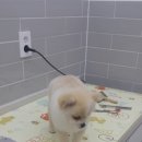 엘케이동물의료센터 이미지