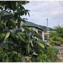 느린 오후가 있는 집 이미지