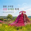 "이번 주말 당장 떠나요!" 철원 고석정 꽃밭 6월 가볼만한곳 유채꽃 축제 실시간 후기