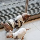 별난동물병원 이미지