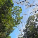 치유의 숲 | 4월8일 서귀포 치유의 숲 힐링 산책 후기