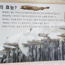 진가명가명태 이미지