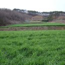 4월의밀밭 이미지