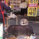 꿀꿀이축산 이미지