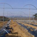 장선농장 이미지