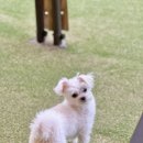 멍스 크로스 이미지