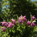 노고단- 복주머니란 (2025.6.4.수요일) 이미지