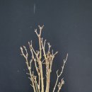 단풍나무 ㆍ중국단풍 모아심기(승전화분 작품) 이미지