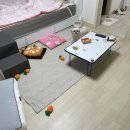 도기펫 | 당근밭 강아지 노즈워크
