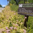 양사면-4 이미지