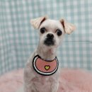 펫피파니 이미지