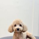 Grooming574 이미지