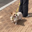 [포항] 드넓은 바다가 바로 앞에 강아지와 파도보며 힐링하는 ‘포항 펫글램핑’
