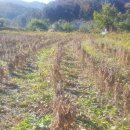 대두농장 이미지