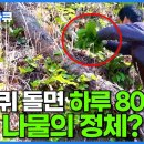 1년 딱 2주 캐서 전 국민이 다 먹는 나물? 봄만 되면 울릉도에 꽉 차는 몸값 비싼 귀족 산나물ㅣ명이나물 채취ㅣ극한직업ㅣ#골라듄다큐 이미지