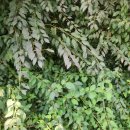 아미덴탈 이미지