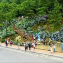 거제 가볼만한곳 저구항 수국동산 수국축제 지세포 라벤더공원 지세포성 등 6월 꽃축제 꽃구경 이미지