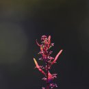 바늘명아주 이미지