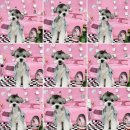 애견미용실 또이쁜댕 | 만수동애견미용 말티푸가위컷 또이쁜댕