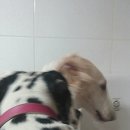 명진켄넬 이미지