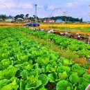 평수농장 이미지