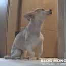 대평동_해들 518동 앞 | 강아지 디스크 터졌던 이야기 수술 필요할까?(MRI·치료·회복 과정)