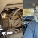 고양이집사 이미지