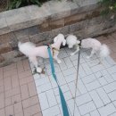 개털깍는 사랑이네 이미지