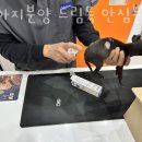 수원강아지분양 드림독 안심분양센터 수원점 이미지
