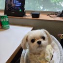 스마일애견 | 분당 서현역 깔끔한 분식집 해피치즈스마일 애견동반 가능 내돈내산후기