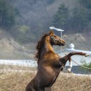 장수목장 이미지